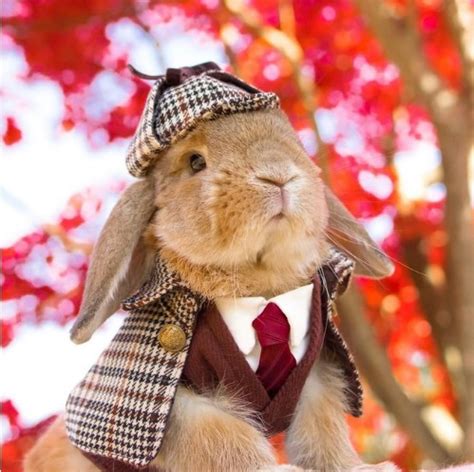 costumes for rabbits